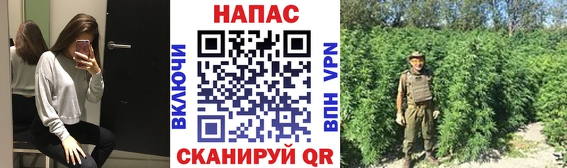 Конопля план  Купить закладки  Балашиха 